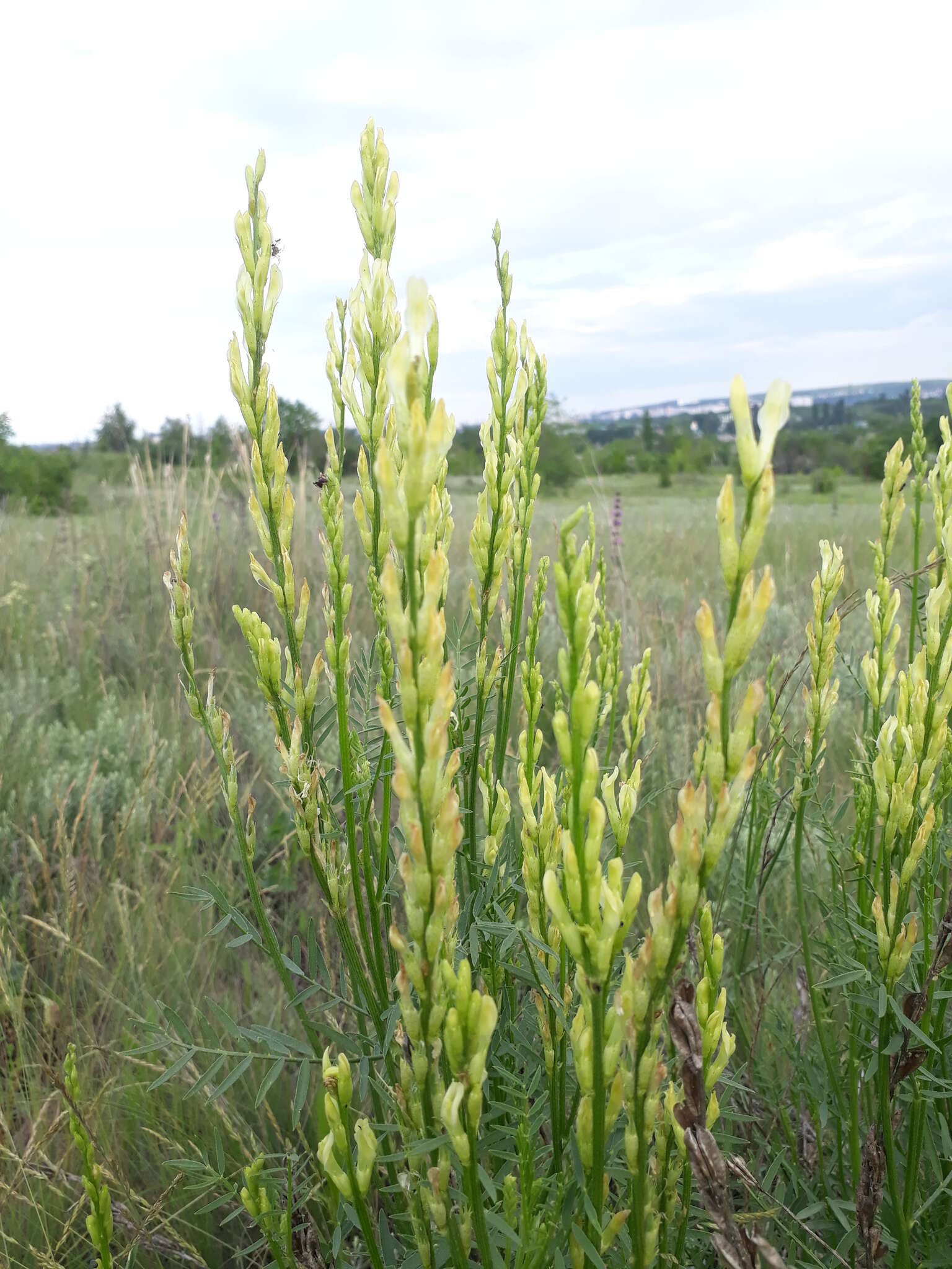 Imagem de Astragalus asper Jacq.