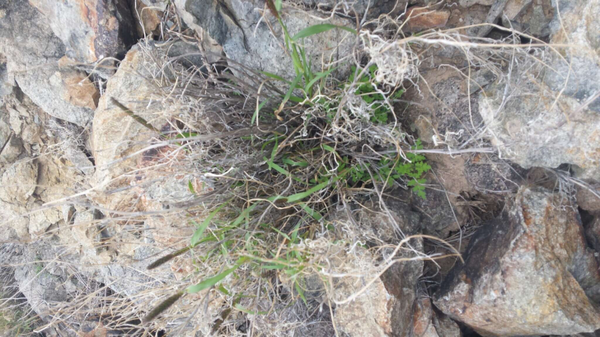 Image of Buffel grass