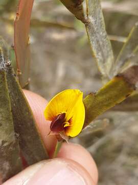 Image of <i>Bossiaea grayi</i>