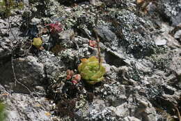 Image of Haworthia cymbiformis (Haw.) Duval