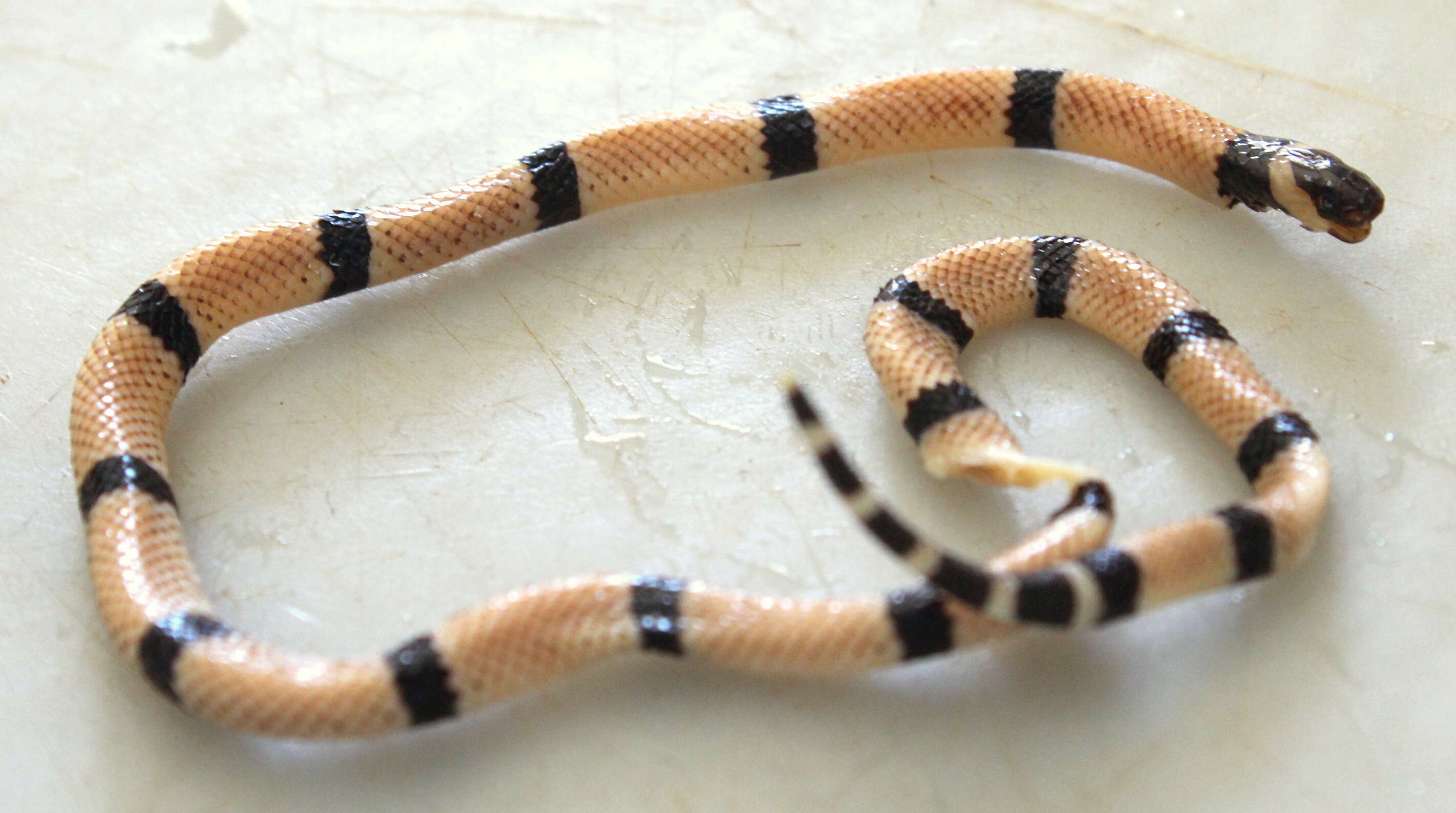 Image of Painted Coral Snake