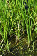 Image of European bur-reed