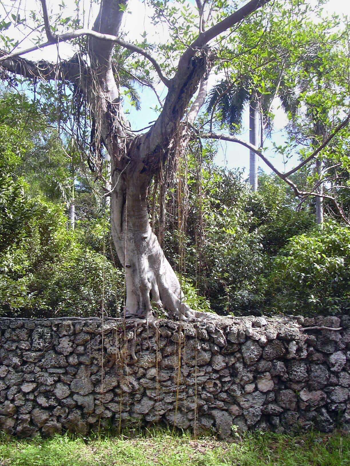 Ficus aurea Nutt.的圖片