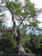 Image of Florida strangler fig