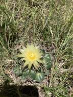 Image of Cactus