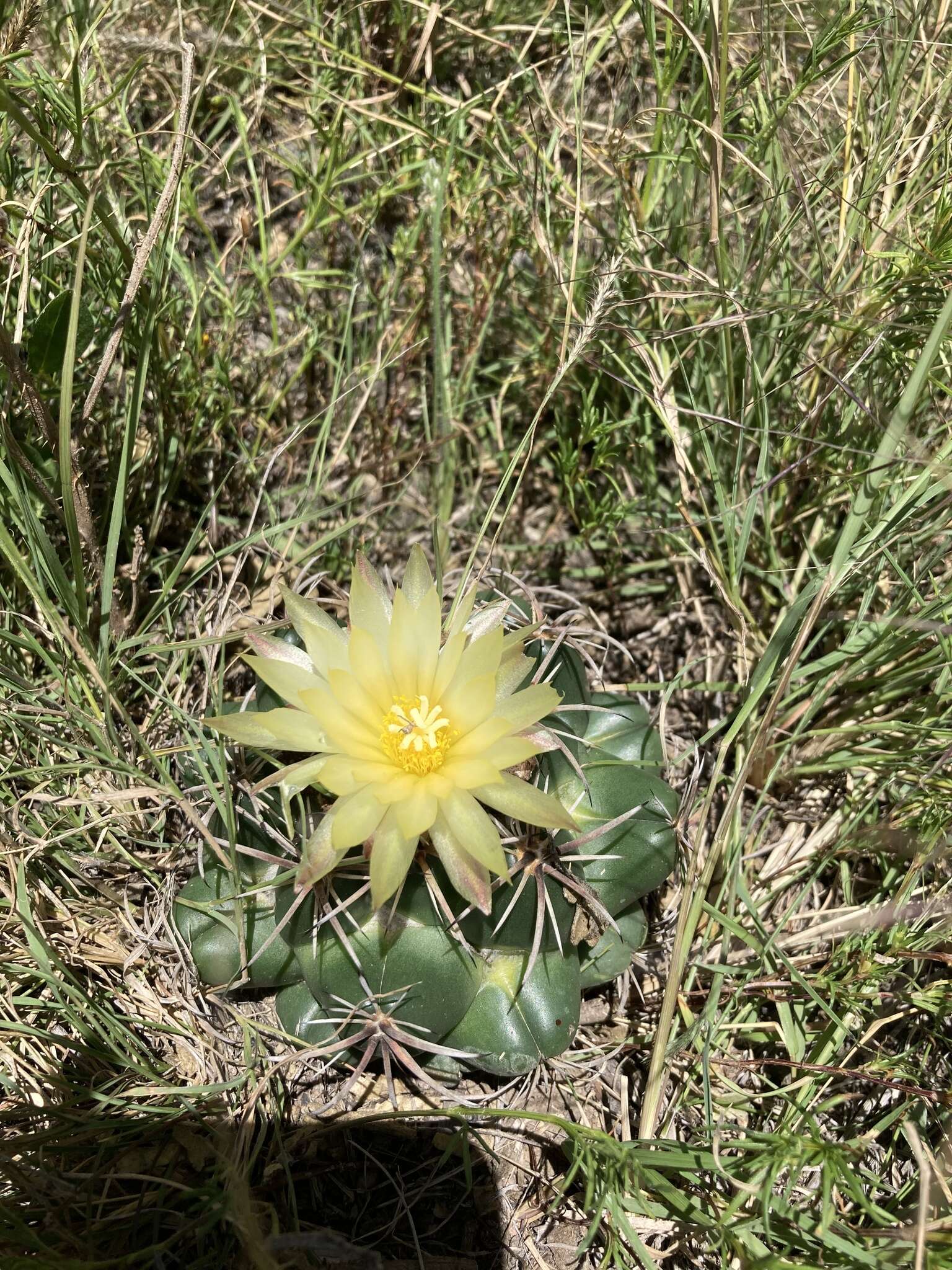Image of Cactus