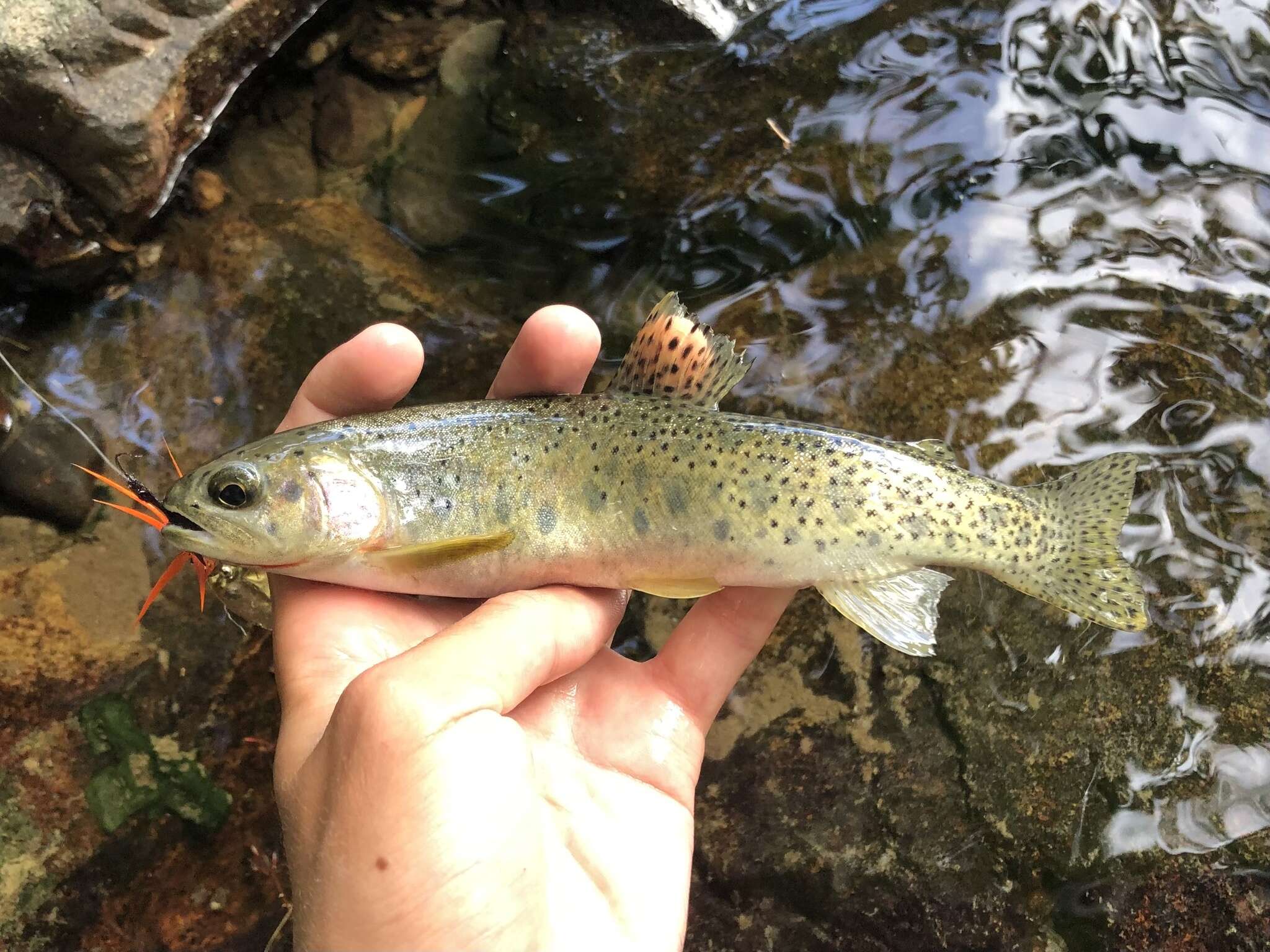 Image of Oncorhynchus clarkii lewisi (Girard 1856)