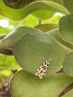 Image of Eudonia lineola Curtis 1827