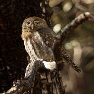 Image of Mountain Pygmy Owl