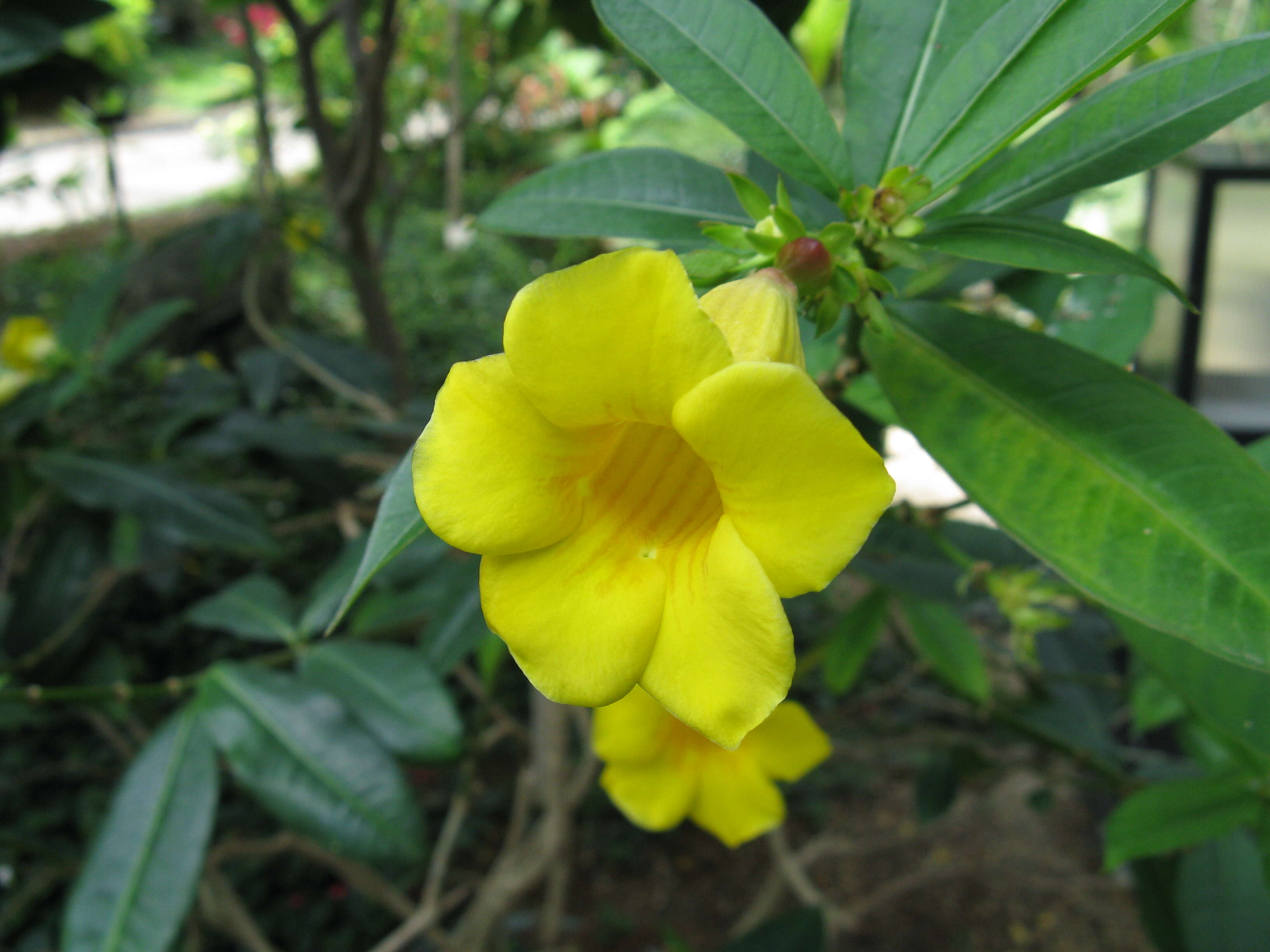 Image of bush allamanda