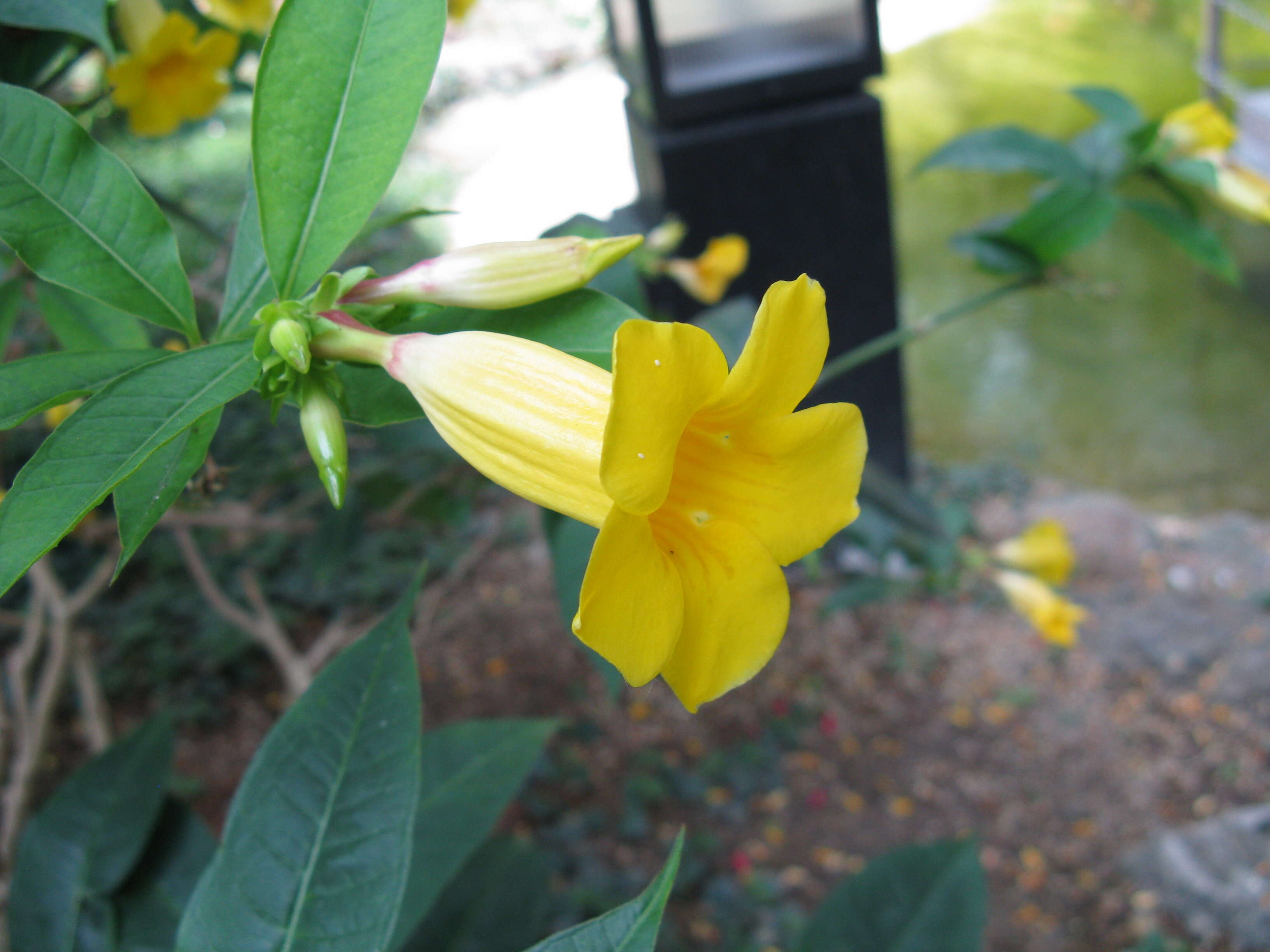 Image of bush allamanda