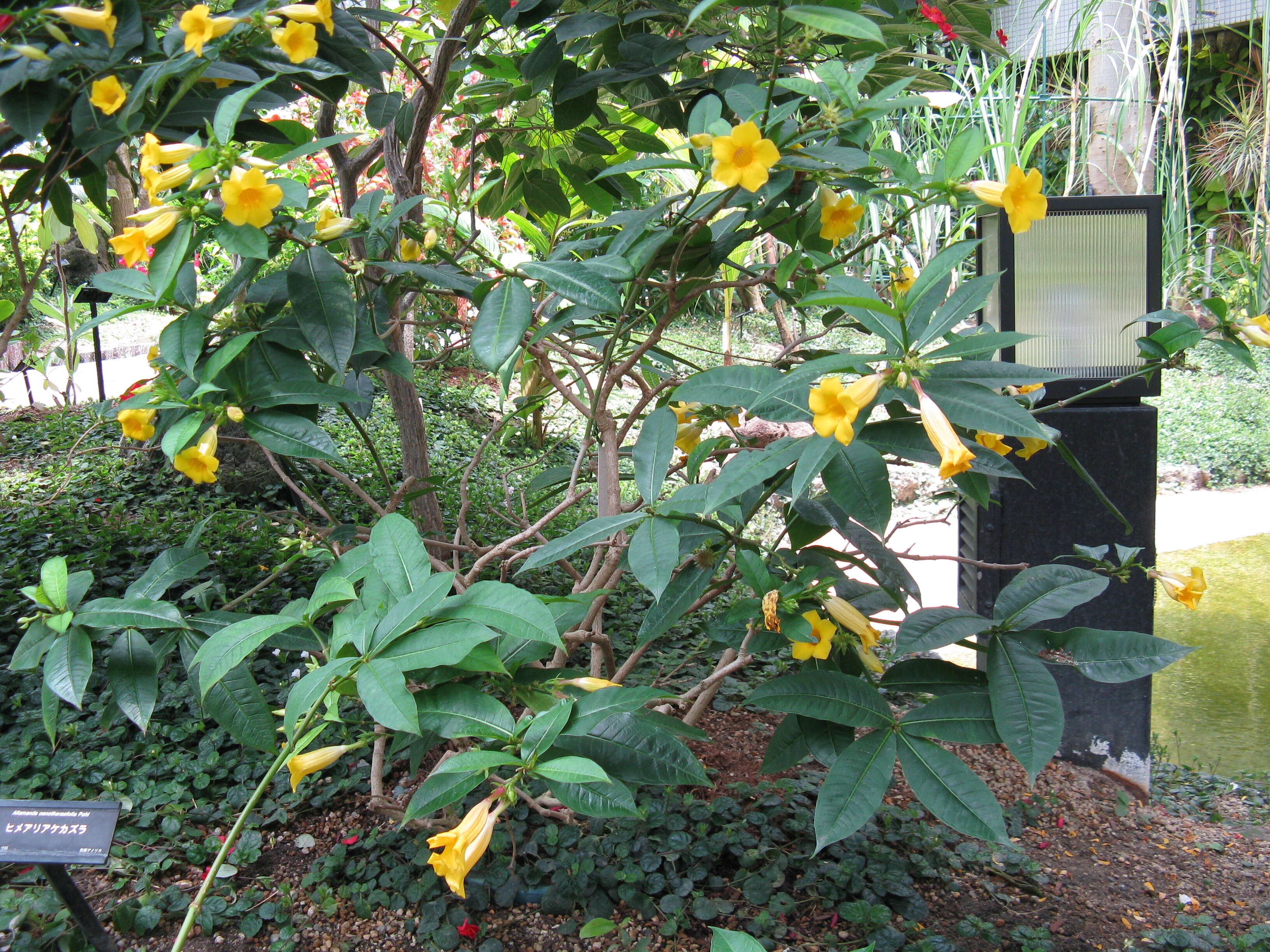 Image of bush allamanda