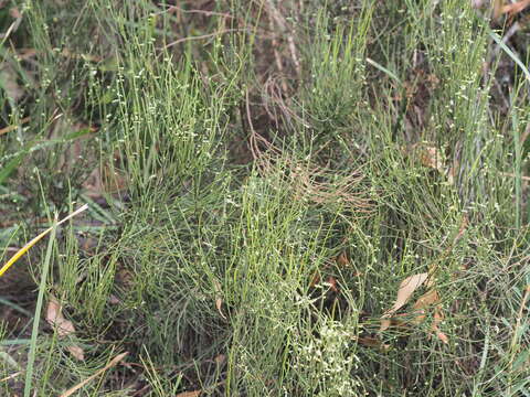 Image de Leptomeria drupacea (Labill.) Druce