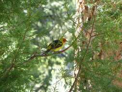 Image of Western Tanager