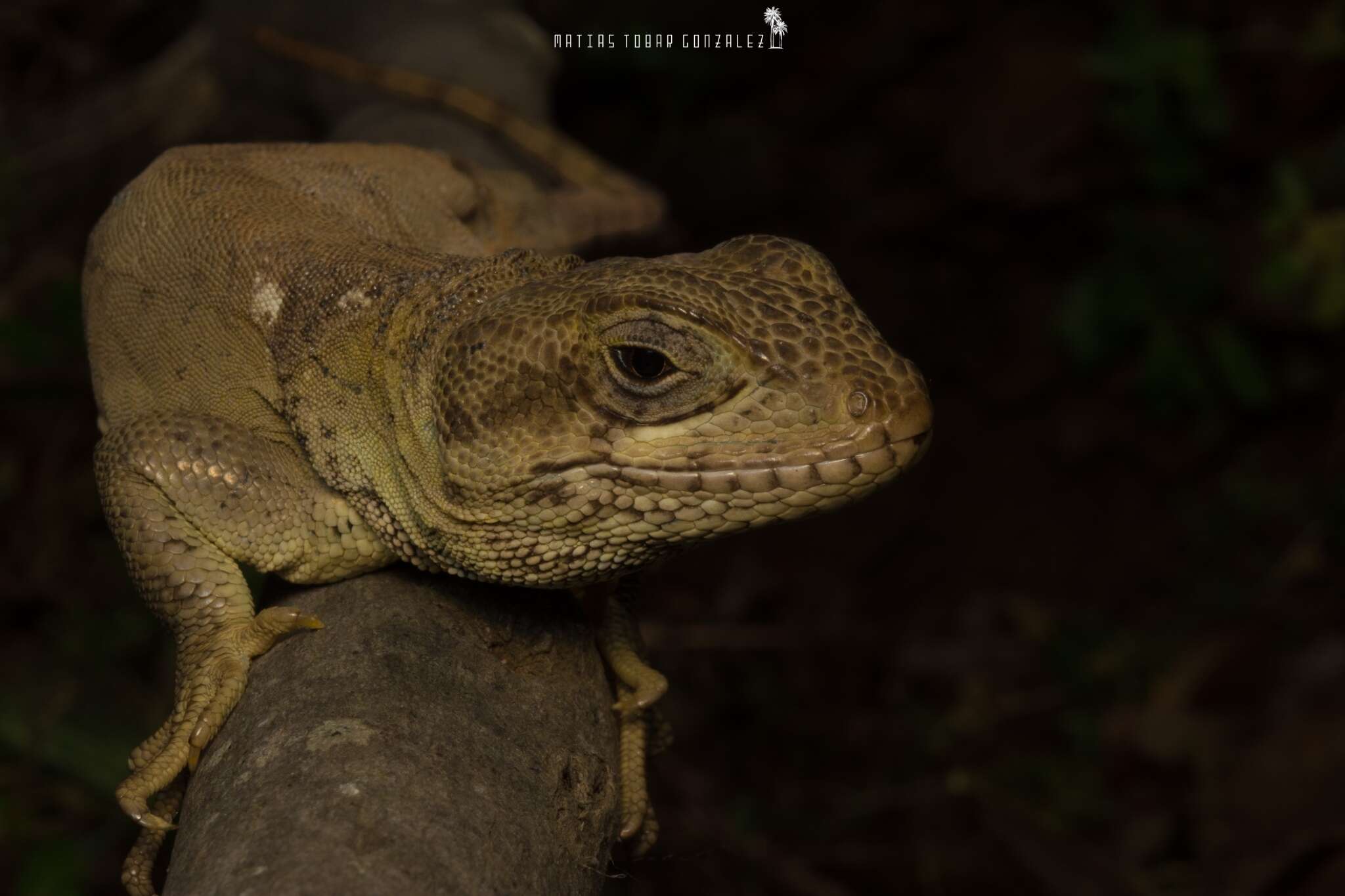 Image of Pristidactylus valeriae (Donoso-barros 1966)