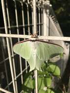 Imagem de Actias aliena (Butler 1879)