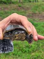 Image of narrow-bridged musk turtle