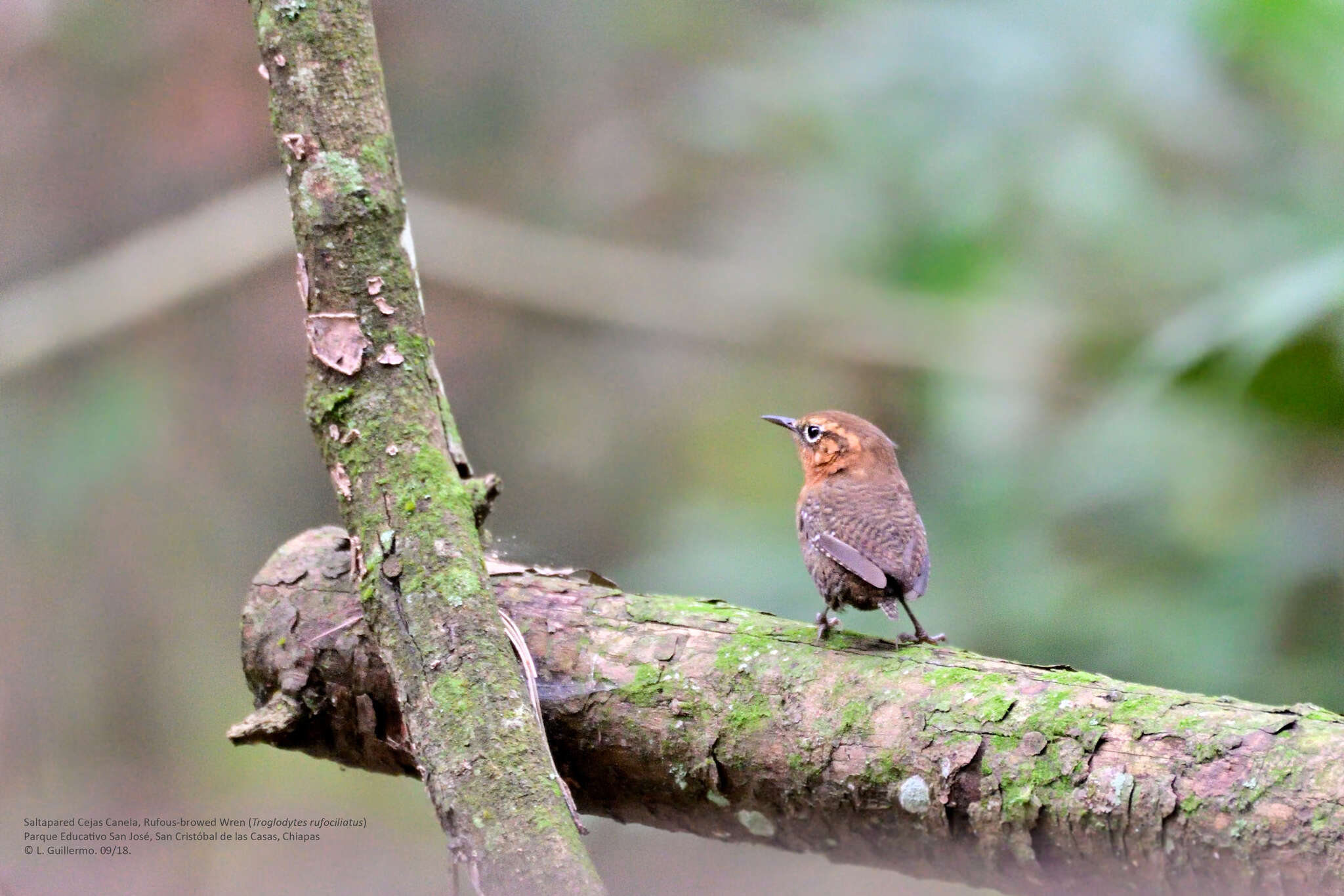 Image of Rufous-browed Wren