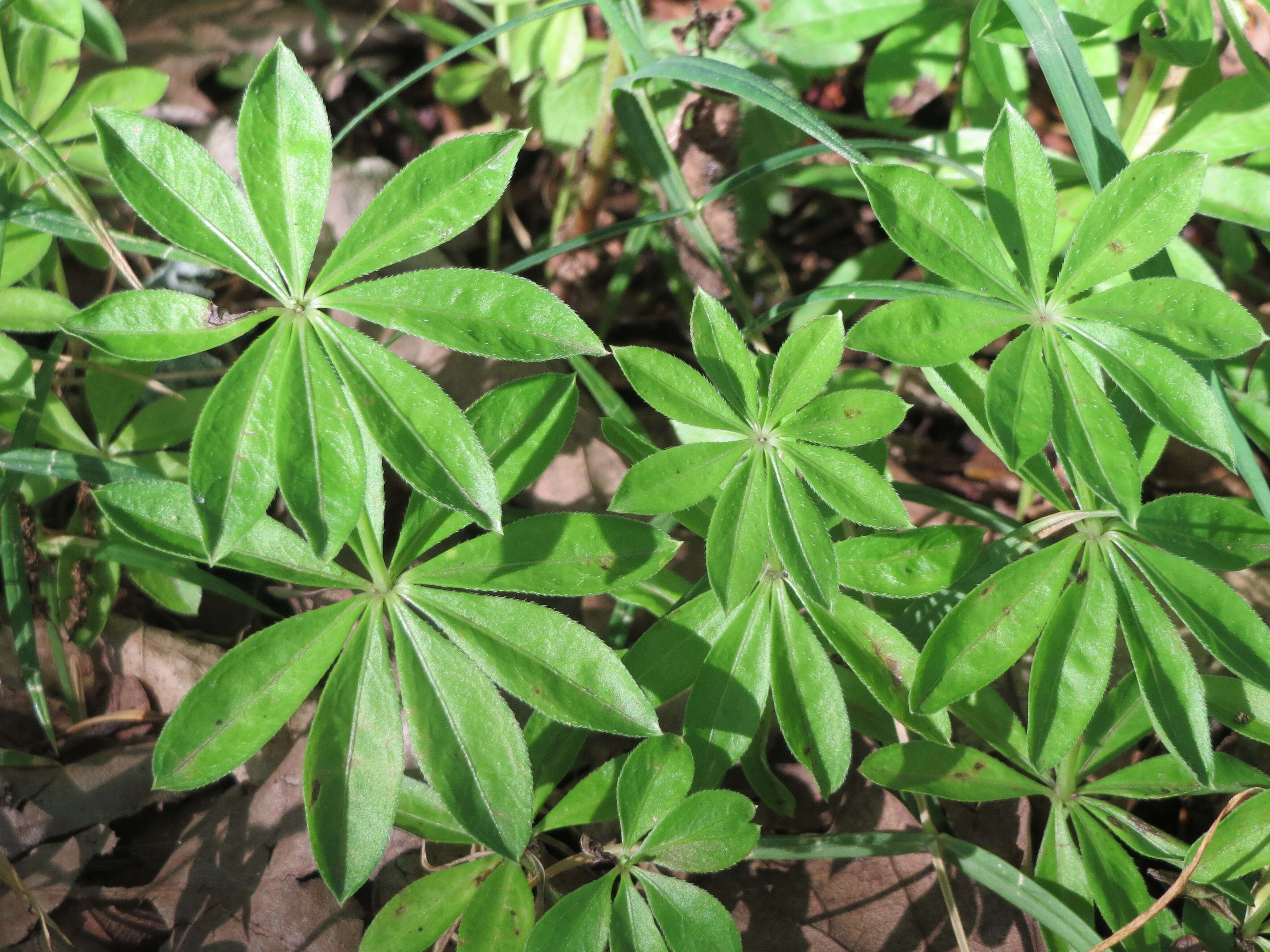 Image of Woodruff