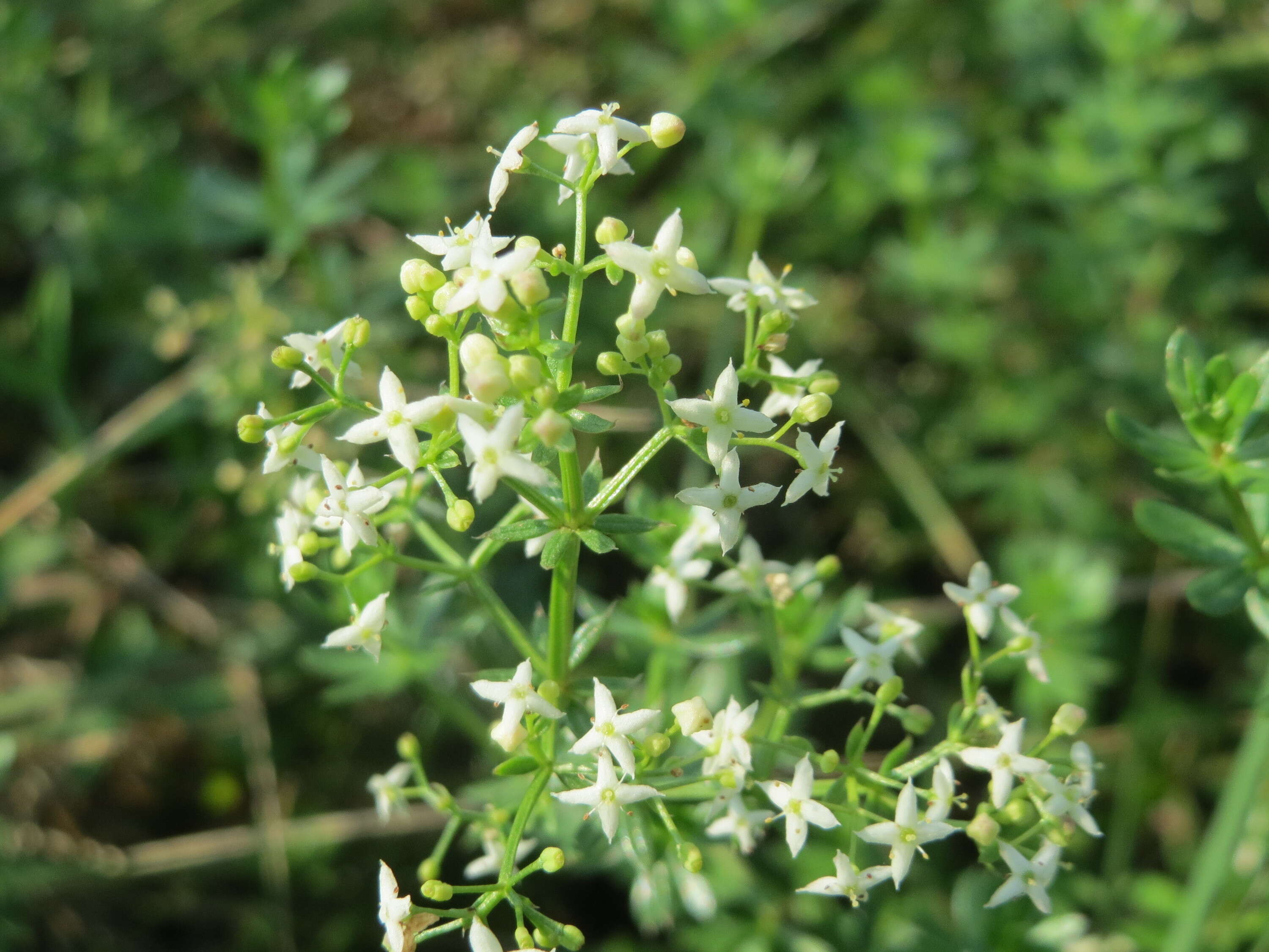 Image of White bedstraw