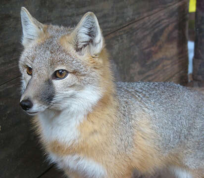 Image of swift fox