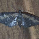 Image of Eupithecia gilvipennata Cassino & Swett 1922