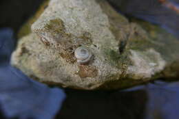 Image of mask snail