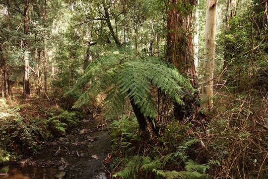 Image of Rough Tree Fern