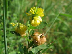 Image of field clover