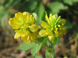 Image of field clover