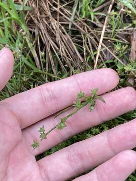 Juncus prismatocarpus subsp. leschenaultii (Gay ex Laharpe) Kirschner resmi