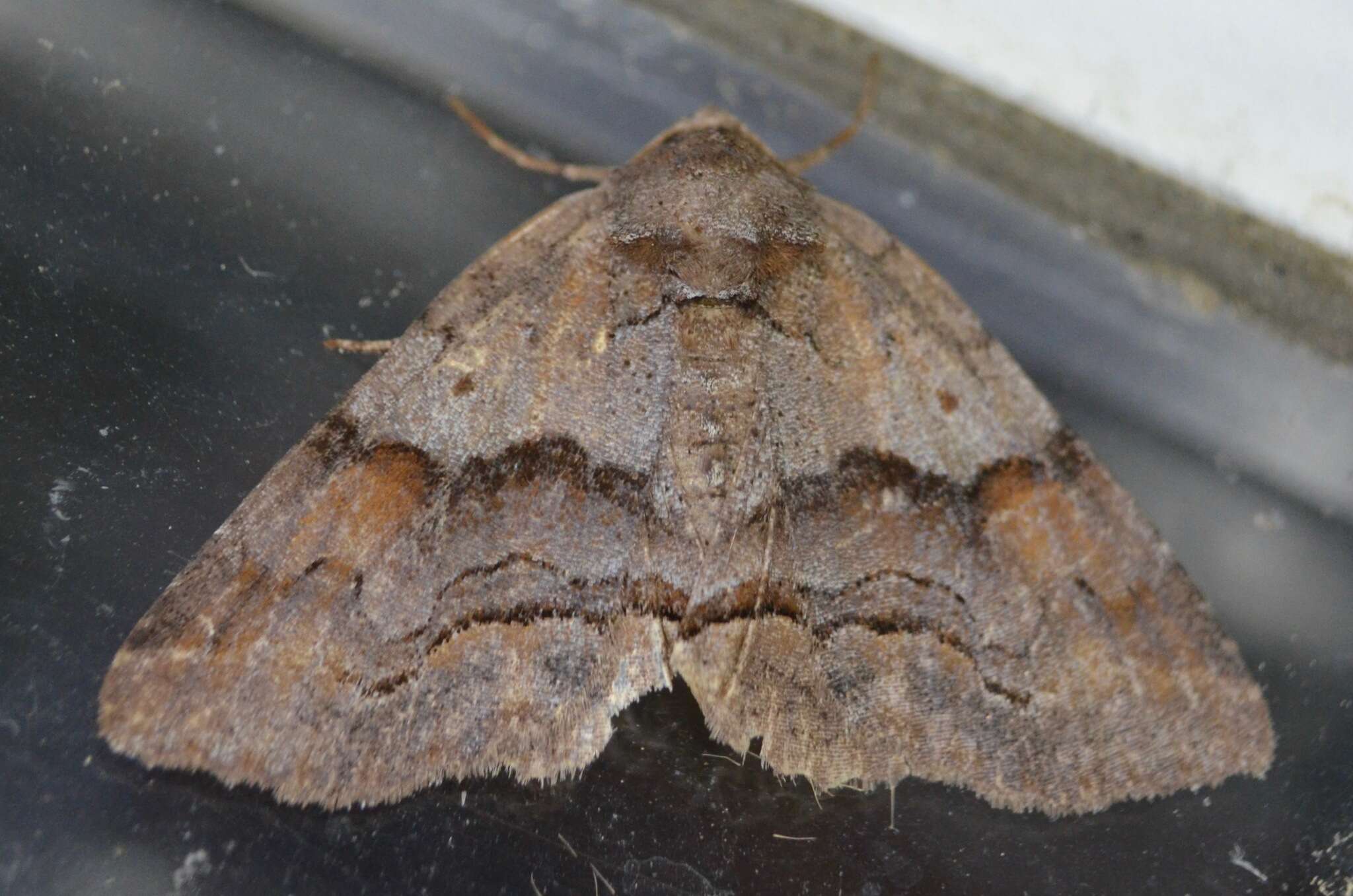 Image of Gray-banded Zale Moth