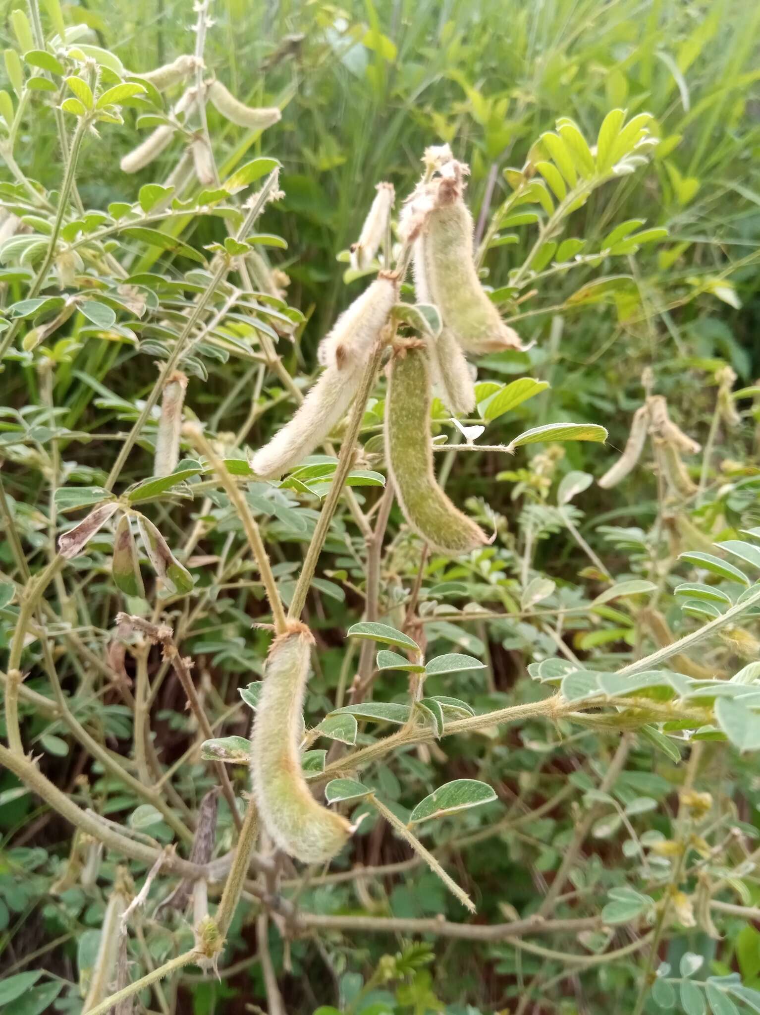 Tephrosia villosa (L.) Pers. resmi