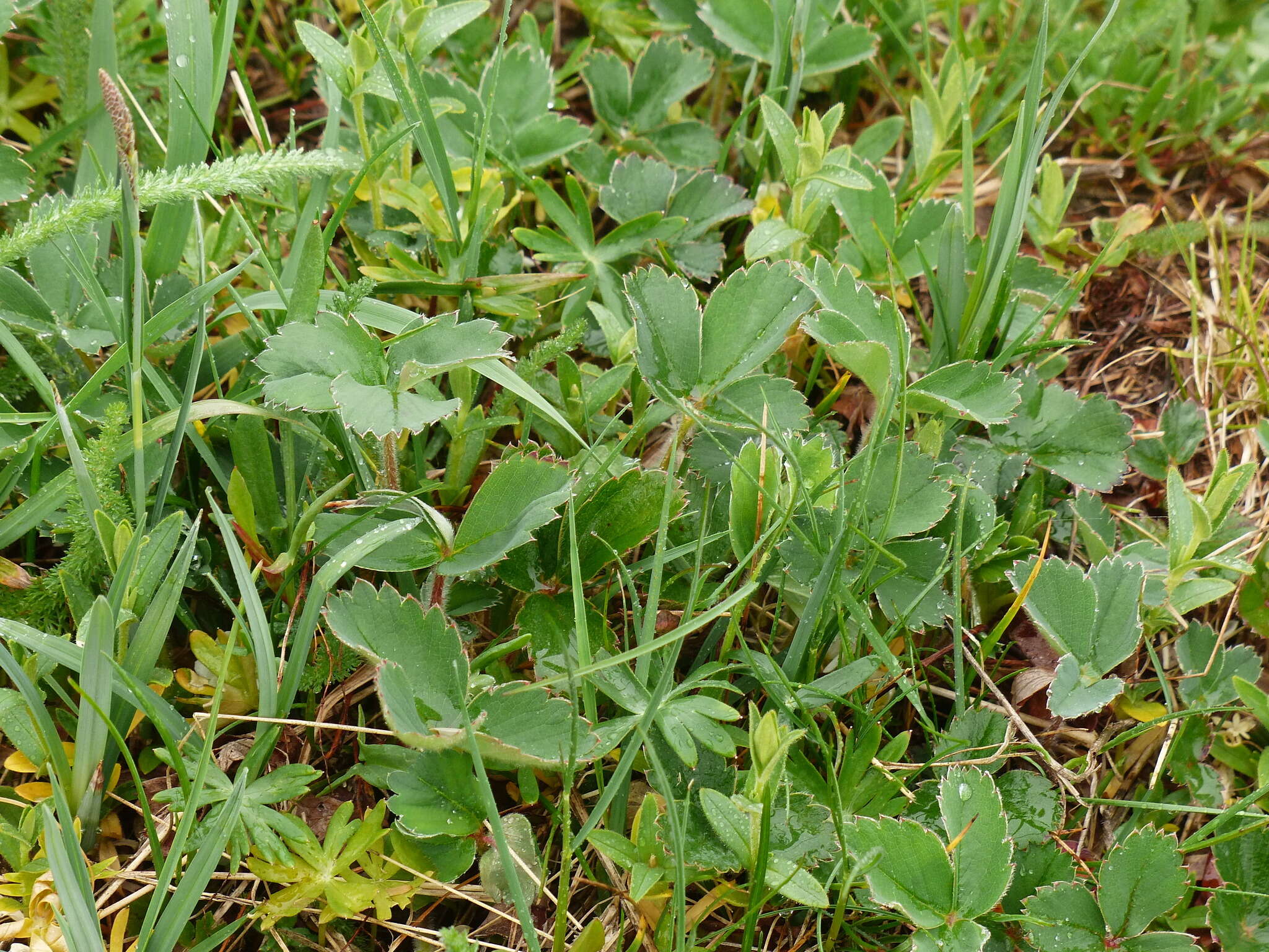 Image of Fragaria ananassa subsp. cuneifolia (Nett. ex Howell) G. Staudt