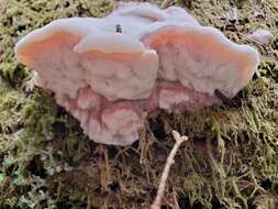 Image of Leptoporus mollis (Pers.) Quél.