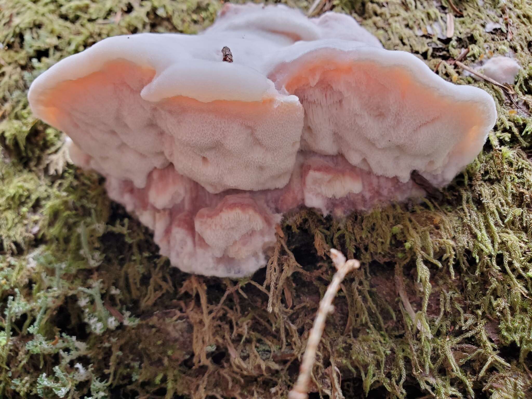 Image of Leptoporus mollis (Pers.) Quél.