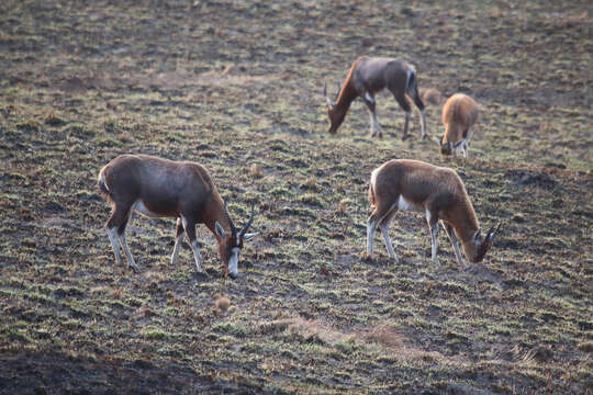 Image of Blesbok