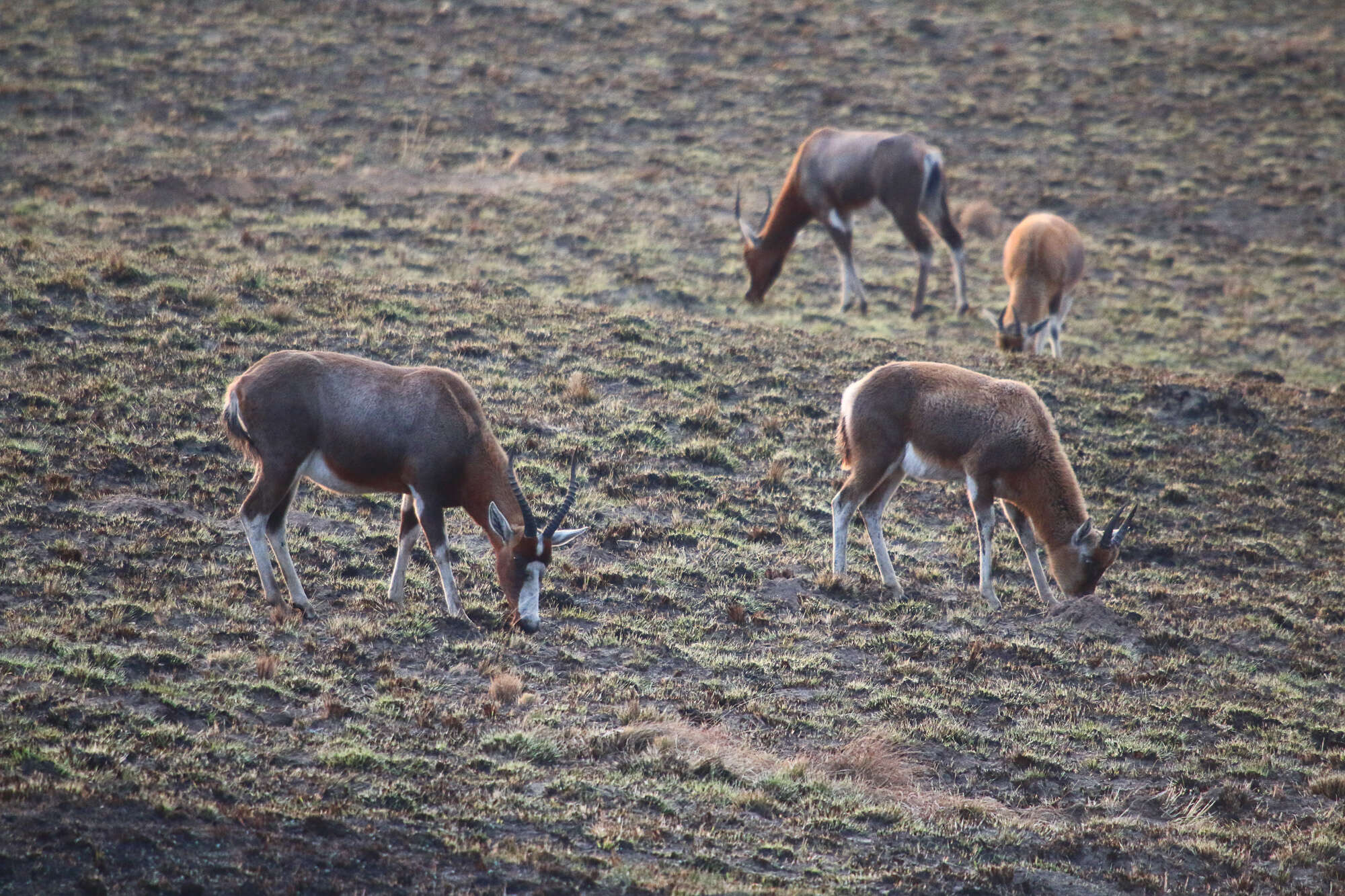 Image of Blesbok