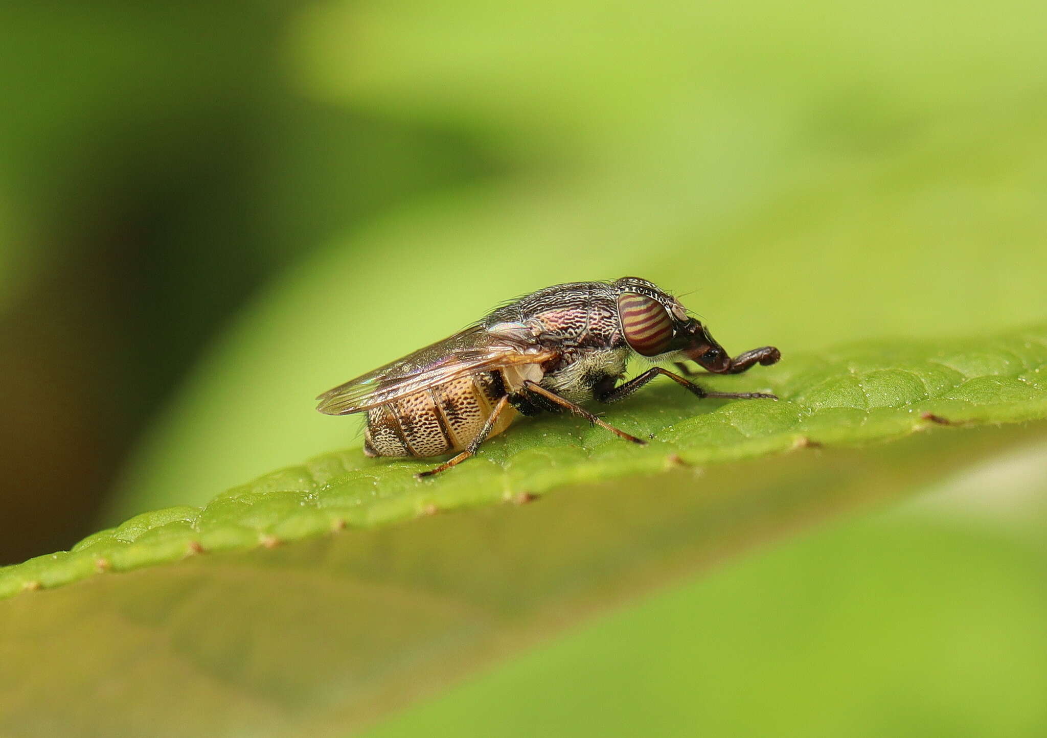 Stomorhina subapicalis (Macquart 1847) resmi