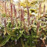 Image de Austroblechnum penna-marina subsp. alpina (R. Br.)