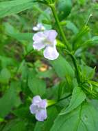 Image of sharpwing monkeyflower