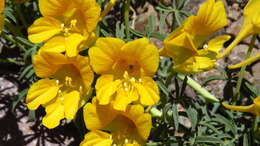 Image of Tropaeolum leptophyllum G. Don