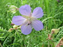 Imagem de Geranium pratense L.