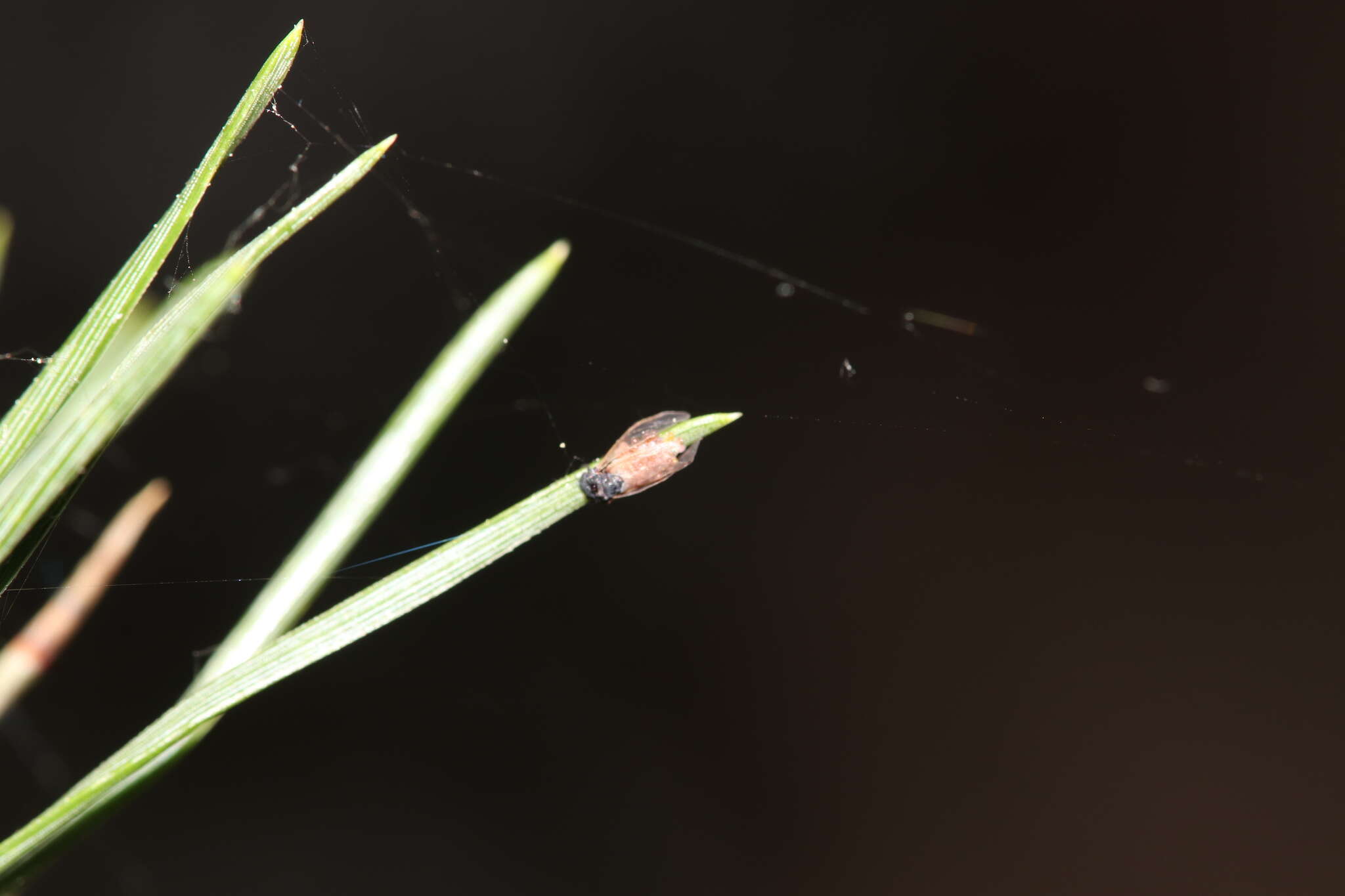 Image of Pineus (Pineodes) pinifoliae (Fitch 1858)