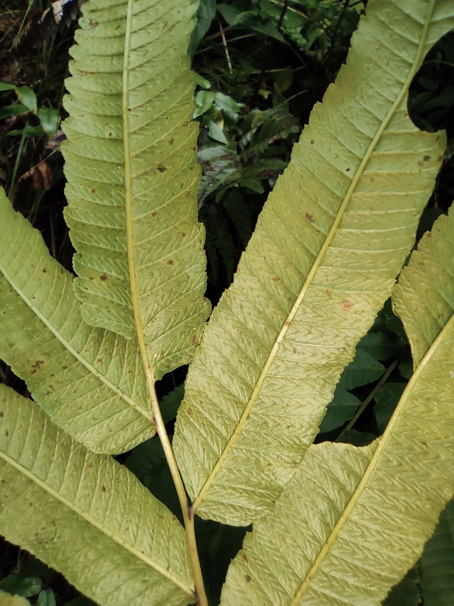 Image of Menisciopsis penangiana (Hook.) S. E. Fawc. & A. R. Sm.