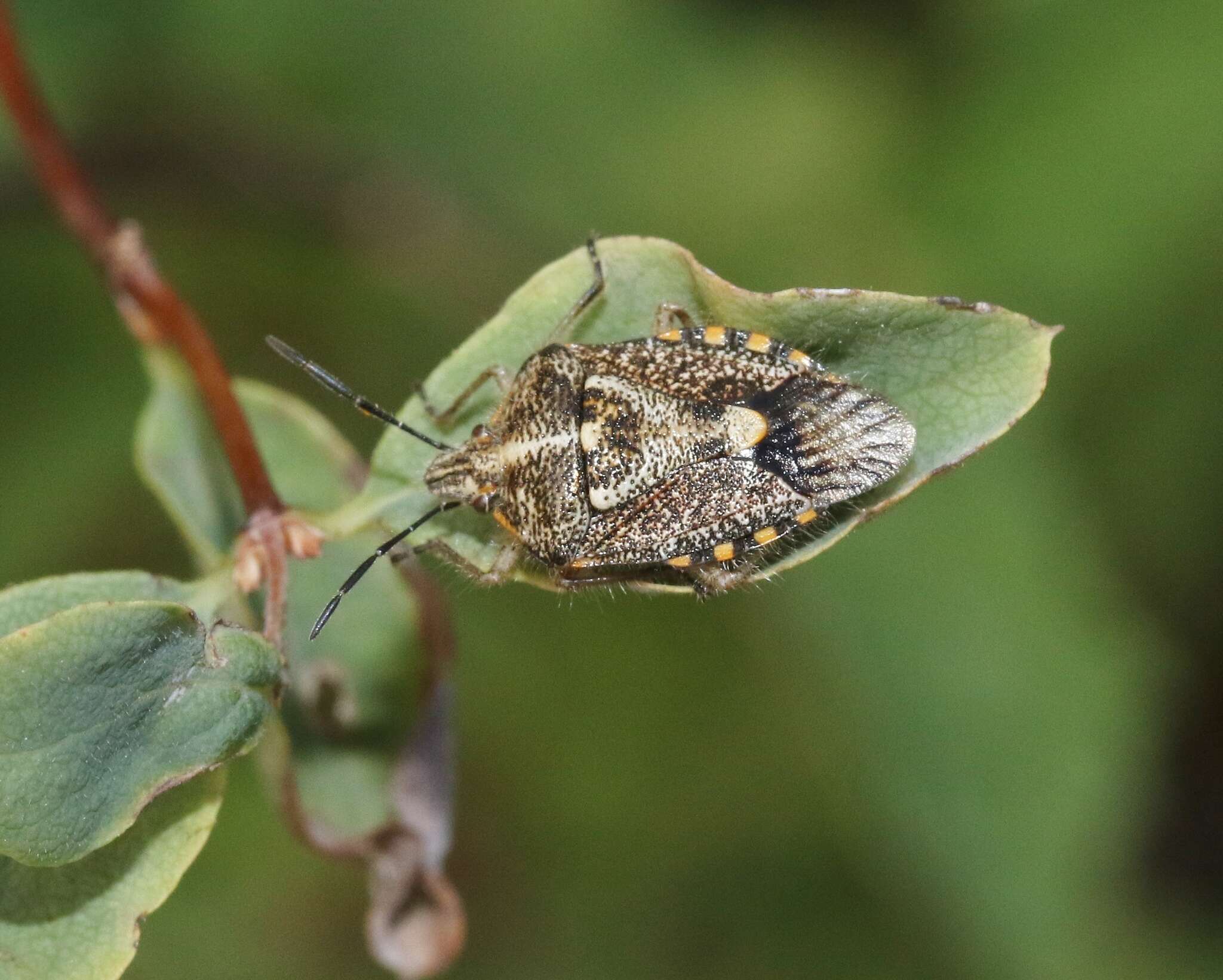 Image of African cluster bug