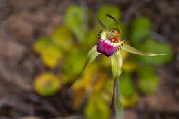 Image of Robust spider orchid