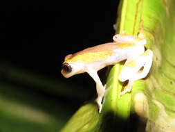 Image of Dendropsophus arndti Caminer, Milá, Jansen, Fouquet, Venegas, Chávez, Lougheed & Ron 2017