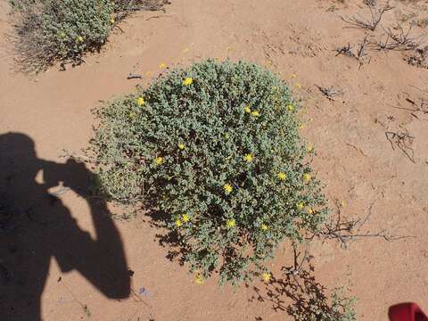 Image de Crassothonna sedifolia (DC.) B. Nord.