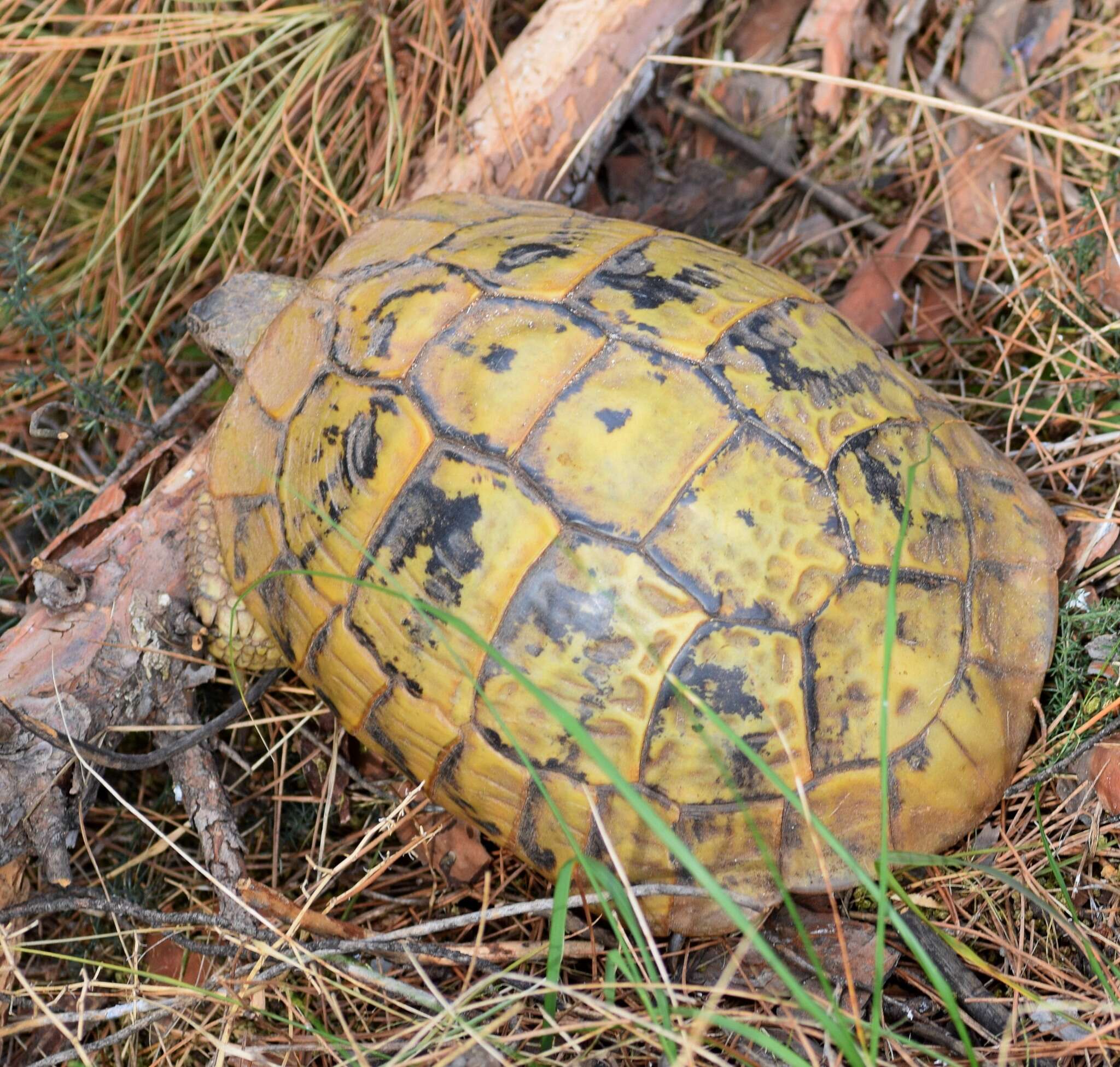 Image of Hermann's Tortoise